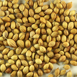 grains-and-spice-coriander-seeds