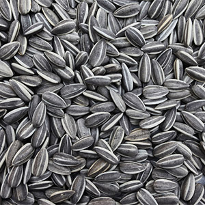 grains-and-spice-sunflower-seeds