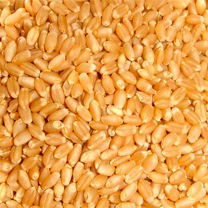 grains-and-spices-wheat